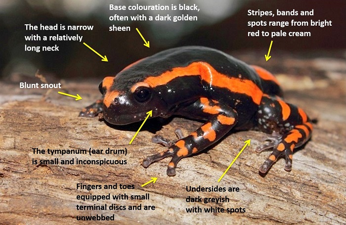 Banded Rubber Frog (Phrynomantis bifasciatus) | BDI