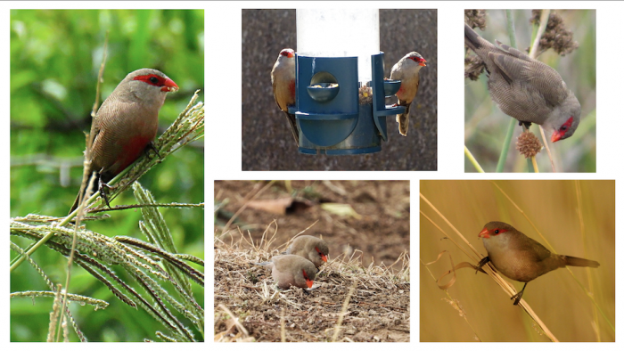 Common Waxbills feed on a variety of seeds from grasses, sedges, and some trees.