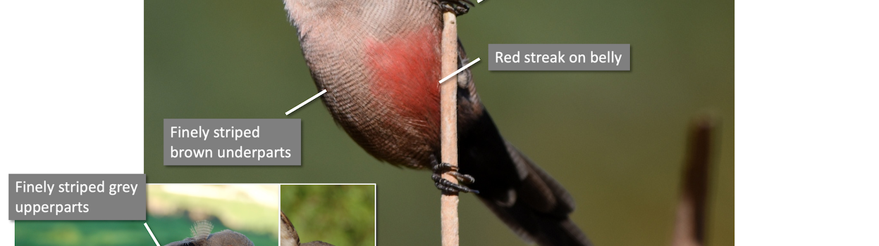 Identification guide for Common Waxbill (Estrilda astrild)