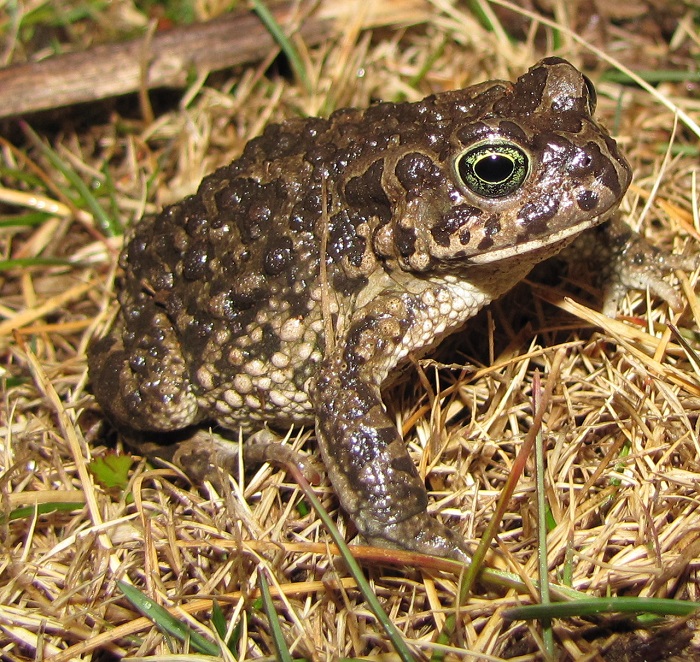 Karoo Toad (Vandijkophrynus gariepensis) | BDI