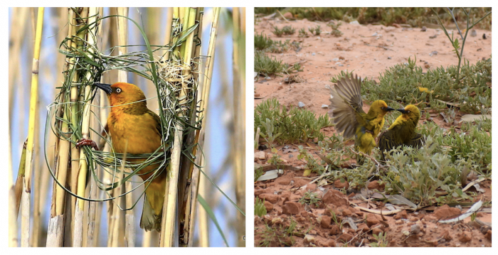 Male Cape Weavers (Ploceus capensis) build elaborate nests and display territorial behaviour. 