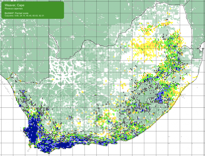 SABAP2 distribution map for Cape Weaver (Ploceus capensis)