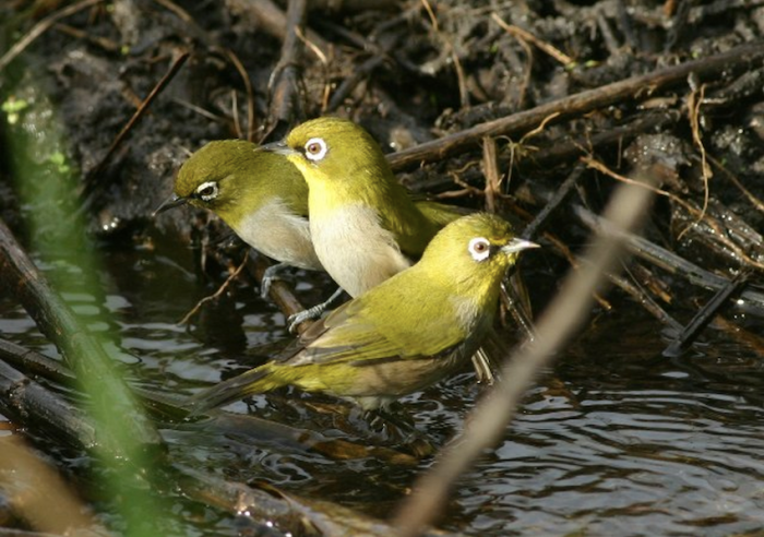The Cape White-eye (Zosterops virens) is a gregarious species. 
