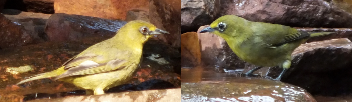 Immature and subadult Cape White-eye (Zosterops virens).