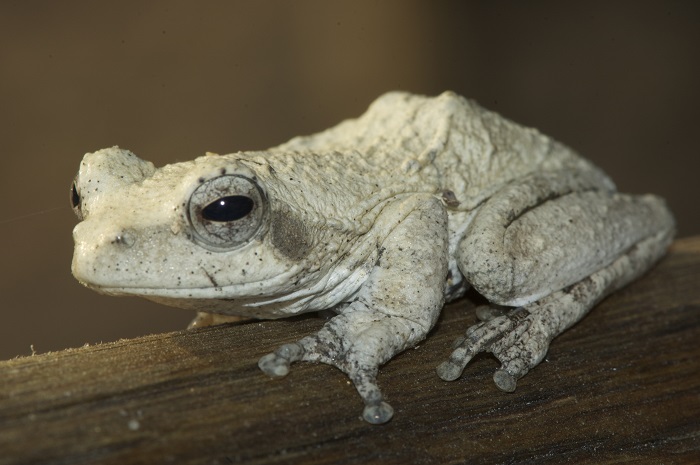 Southern Foam Nest Frog (Chiromantis xerampelina) | BDI