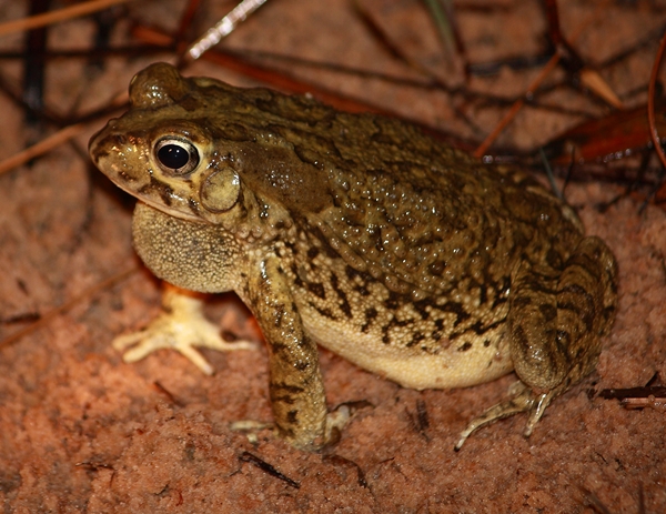 Western Olive Toad (Sclerophrys poweri) | BDI