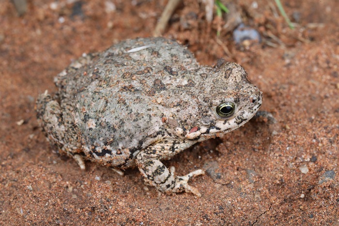 Southern Pygmy Toad (Poyntonophrynus vertebralis) | BDI