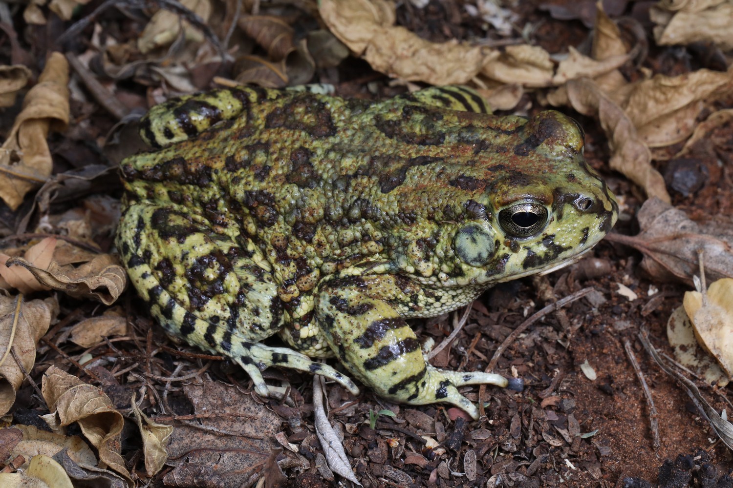 Western Olive Toad (Sclerophrys poweri) | BDI