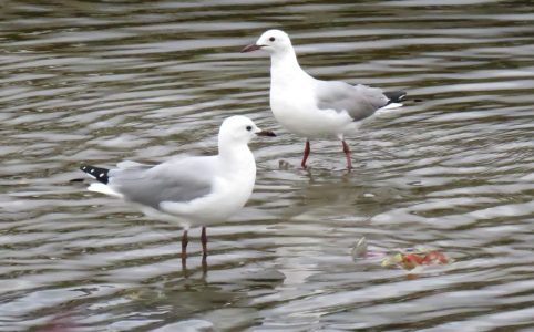 Hartlaub's Gull