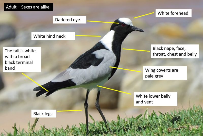 Blacksmith Lapwing (Vanellus armatus) BDI