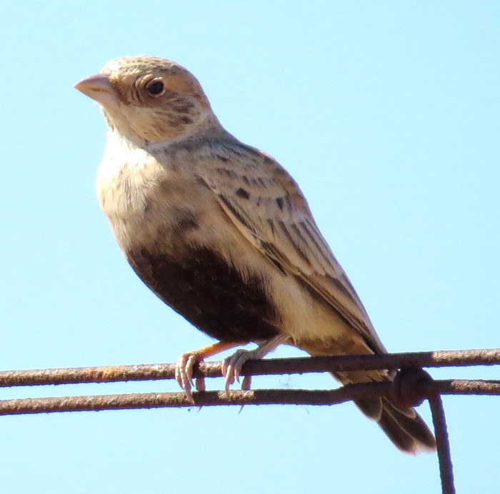 Grey-backed Sparrow-lark