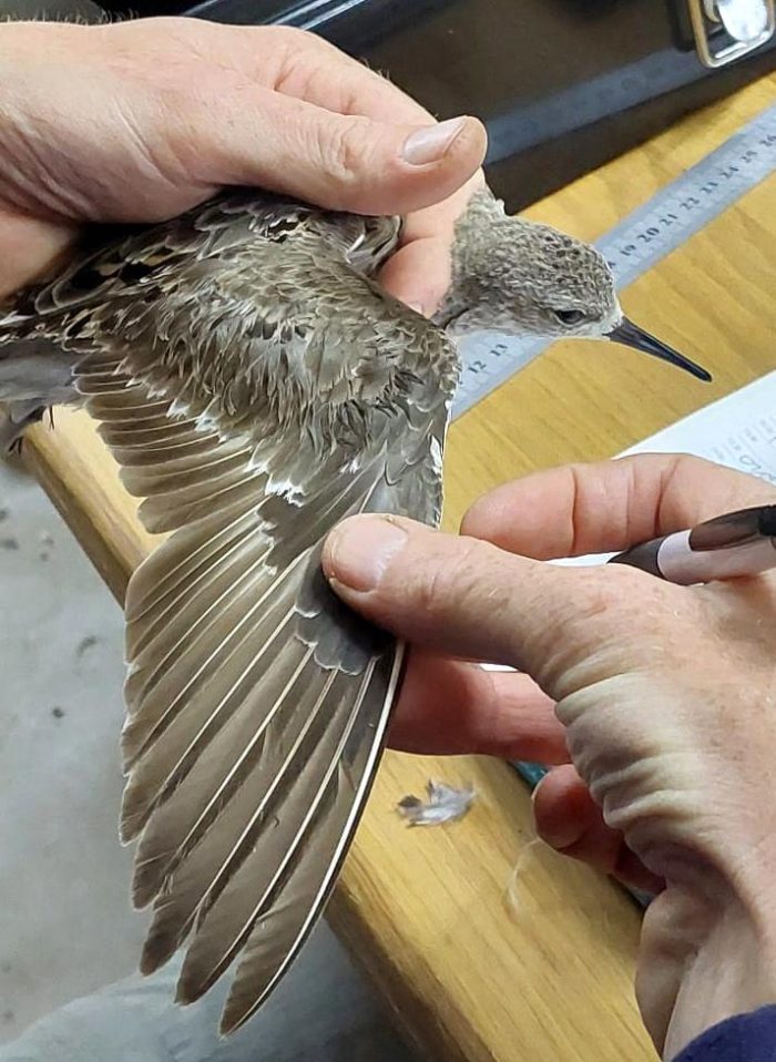 Curlew Sandpiper New Holme Bird Ringing Course