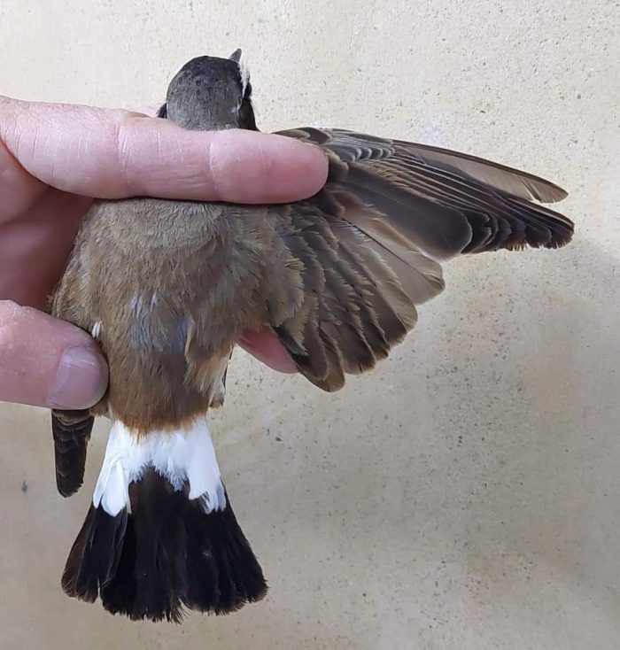 Capped Wheatear at the New Holme Bird Ringing Course