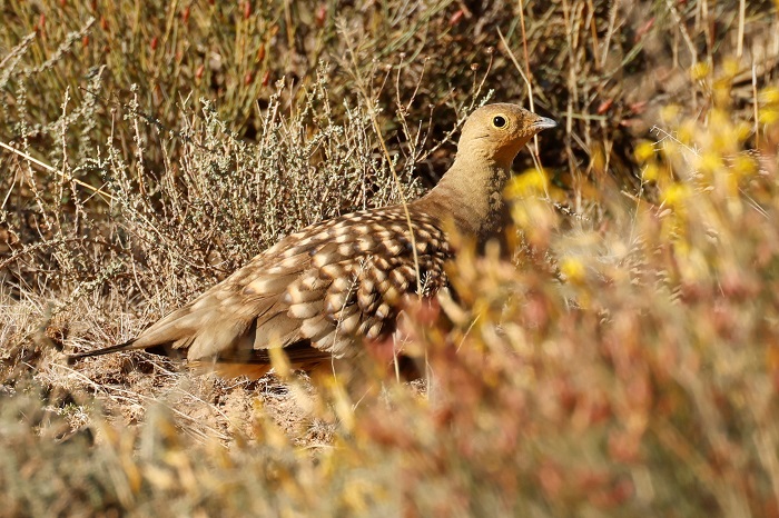 Sandgrouse Travel