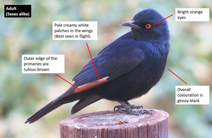 Pale-winged Starling IF
