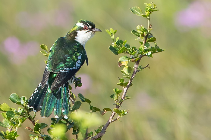 Diederik Cuckoo (Chrysococcyx caprius) | BDI