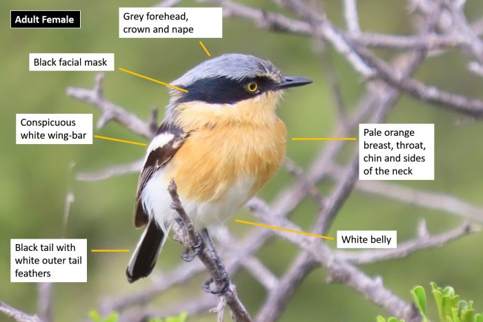 Identification of female Pririt Batis