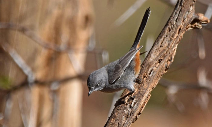 Chestnut-vented Warbler