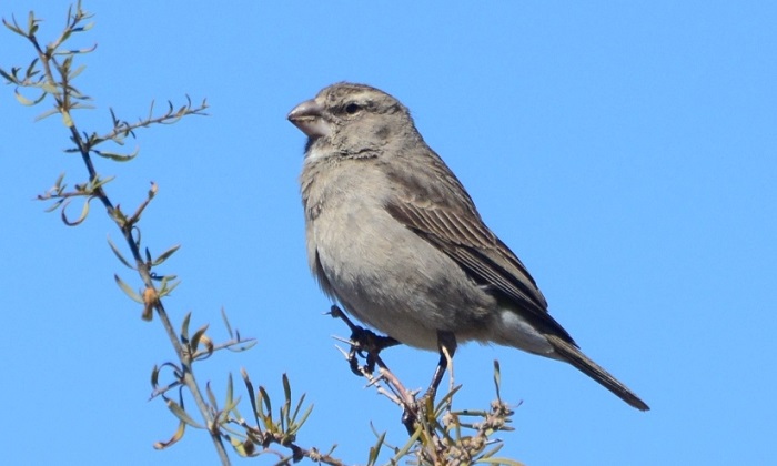 White-throated Canary (Crithagra Albogularis) | BDI