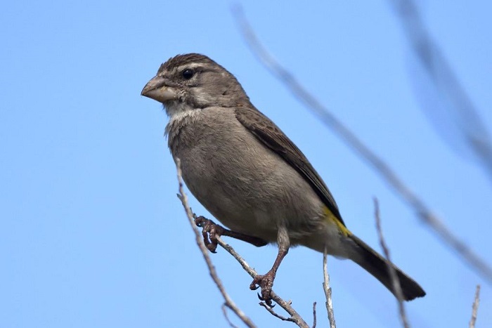 White-throated Canary (Crithagra Albogularis) | BDI