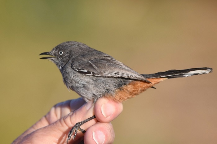 Chestnut-vented Warbler