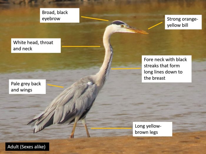 Identification of Grey Heron