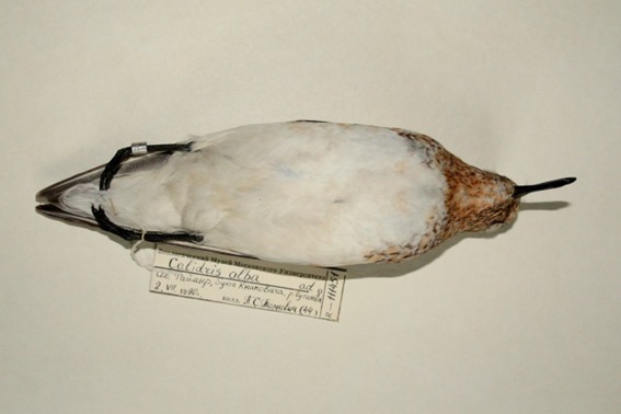 The label contains the metadata about the bird speciman
