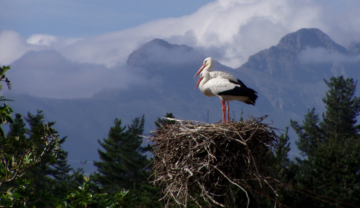 How many pairs of breeding White Storks are there in South Africa in ...