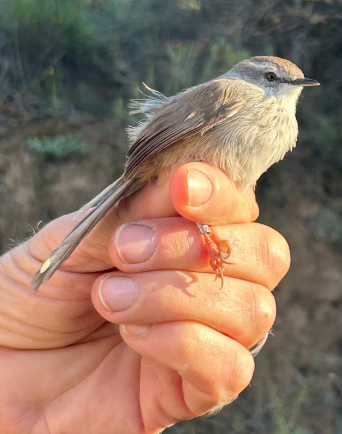 Namaqua Warbler : bird ringing at Ouberg