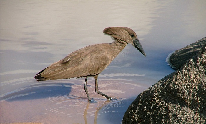 Hamerkop