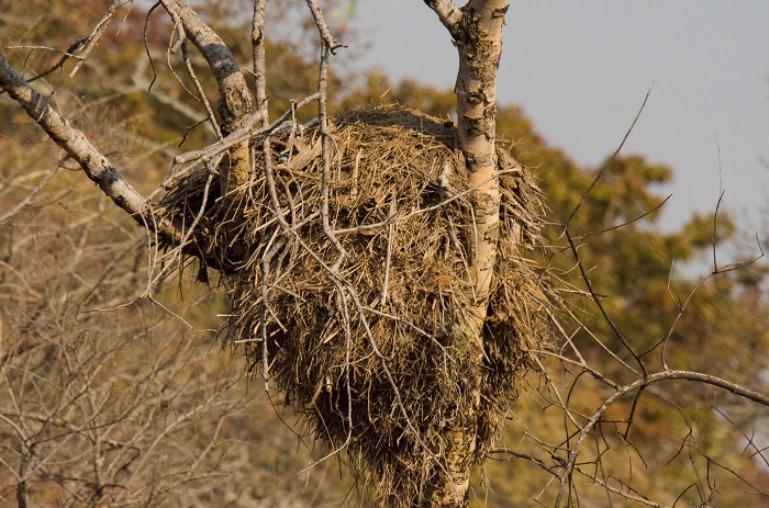 Hamerkop nest