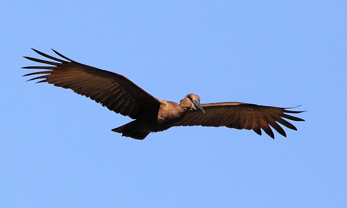 Scopus umbretta in flight