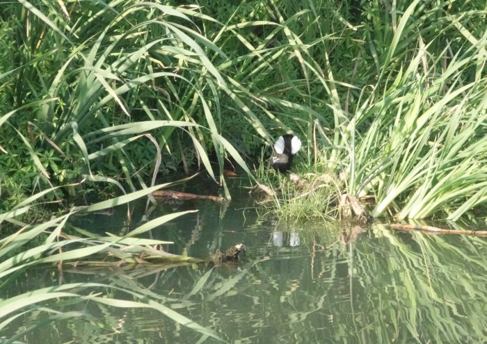 Common Moorhen at Northgate Business Park