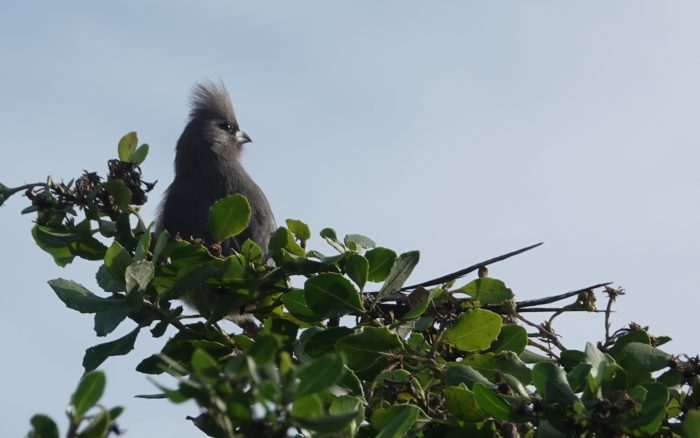 White-backed Mousebird at Northgate Business Park