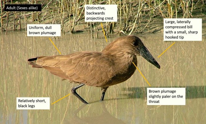 Identification hamerkop