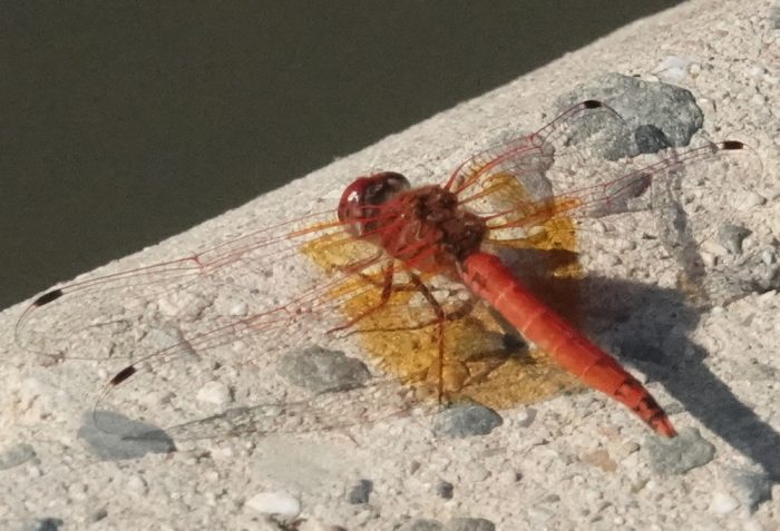 Orange-winged dropwing, Cape Skimmer, Two Striped Skimmer, Epaulet Skimmer