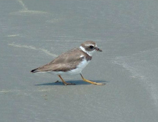 Foot-trembling in the Semipalmated Plover in Brazil. The image is used in terms of a Creative Commons Attribution-NonCommercial 4.0 International License