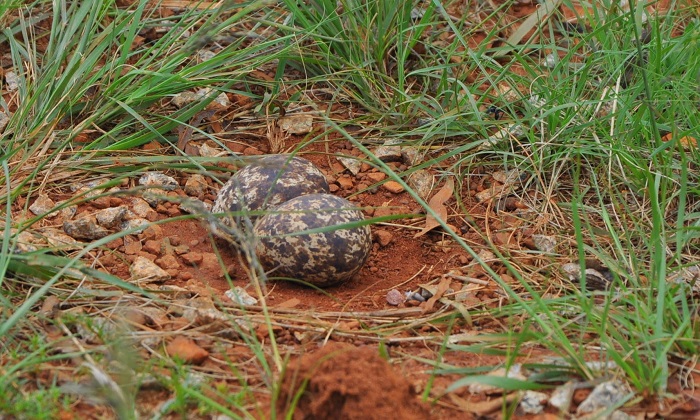 Spotted Thick-knee