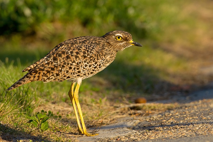 Spotted Thick-knee (Burhinus capensis) | BDI