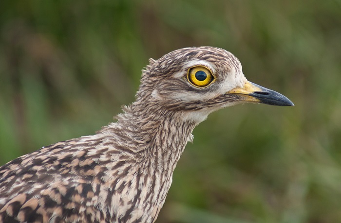 Spotted Thick-knee