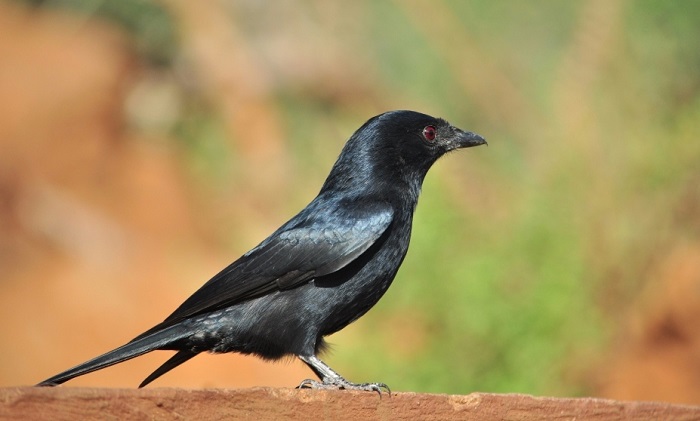 Fork-tailed Drongo