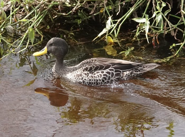 Yellow-billed Duck on the Liesbeek River, Observatory