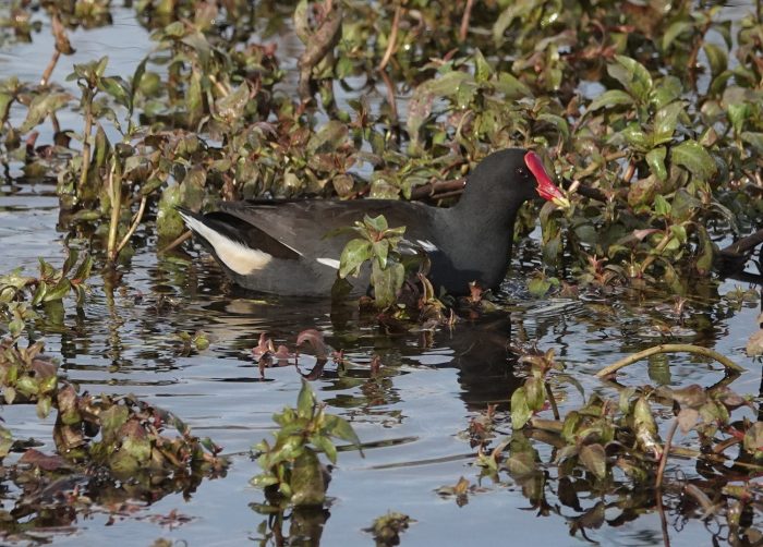 Common Moorhen on the Liesbeek River, Observatory