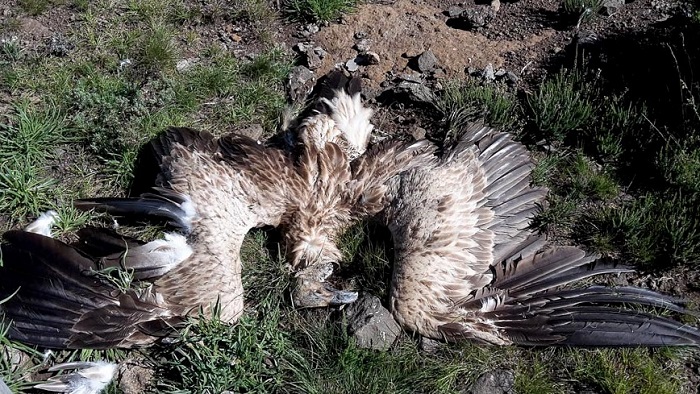 Electrocuted Cape Vulture