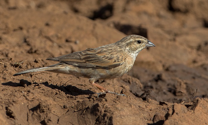 Emberiza impetuani