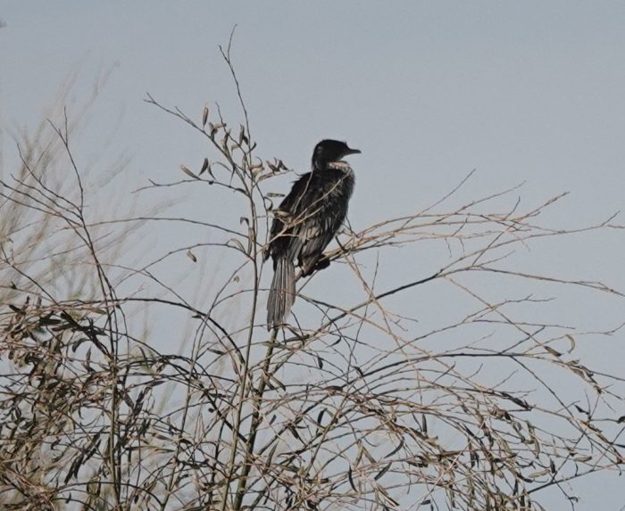 Reed Cormorant on the Liesbeek River, Observatory