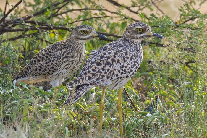 Spotted Thick-knee