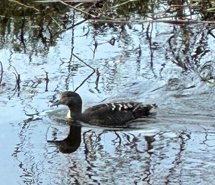 African Black Duck