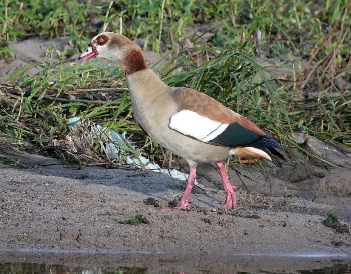 Egyptian Goose on the Liesbeek River, Observatory