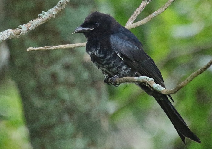 Juvenile Fort-tailed Drongo